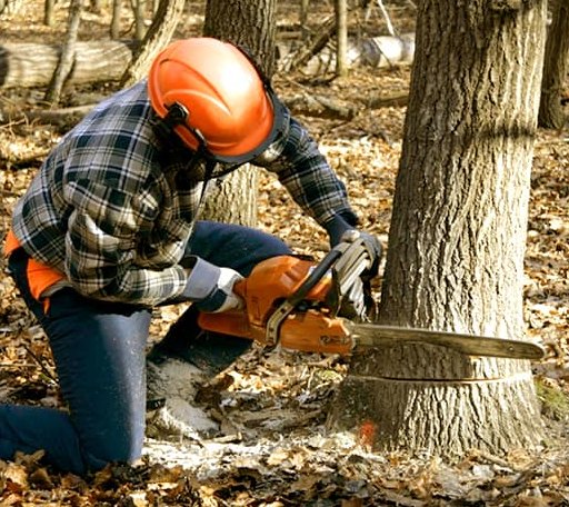 Tree Removal in Brantwood, WI
